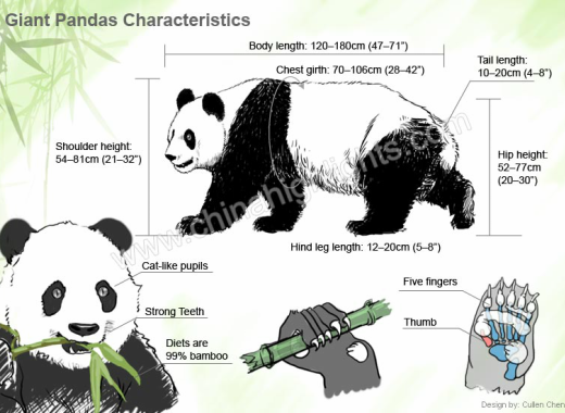Body Structure - The Giant Panda